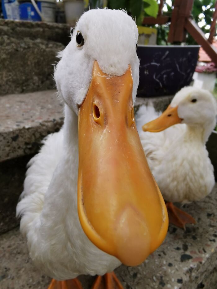 Does Beaks Count?