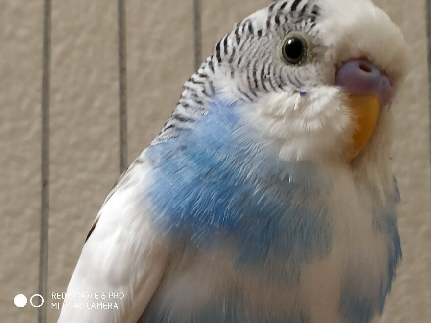 My Budgie Gogon (Means Sky In Bengali)