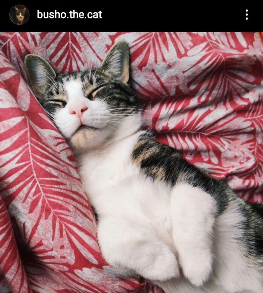 I Love This Click Of Our Cat Busho