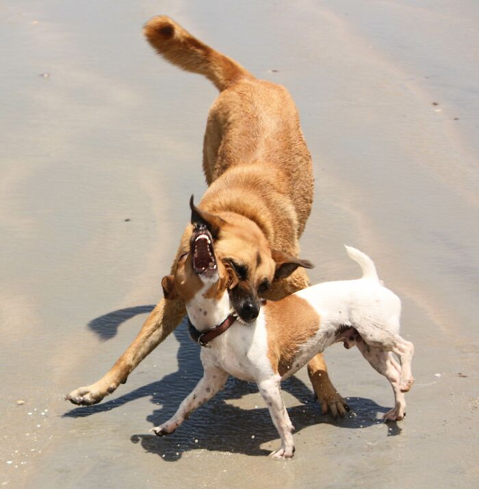 No Animals Were Harmed In The Making Of This Photograph.