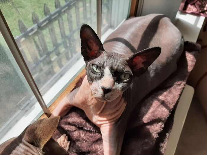 George Is Bald And Grumpy