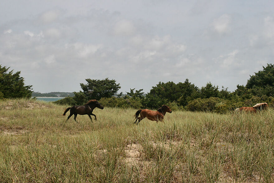 Wild Horses At The North Carolina Outer Banks