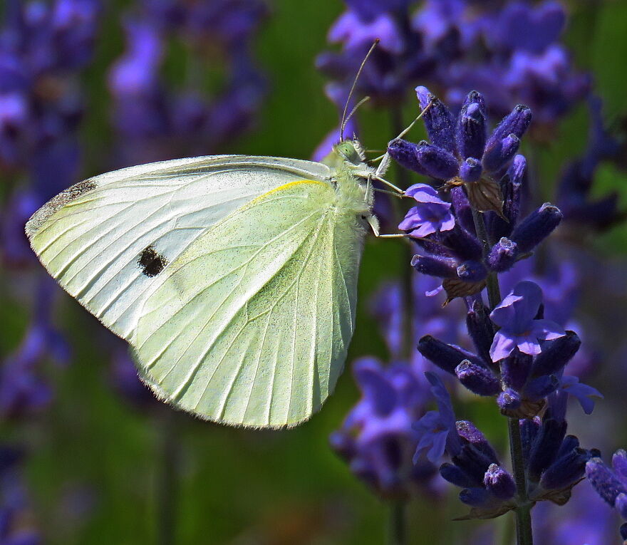 This Is An Ordinary Butterfly, But It Goes Wonderfully With The Color Of Lavender🥰