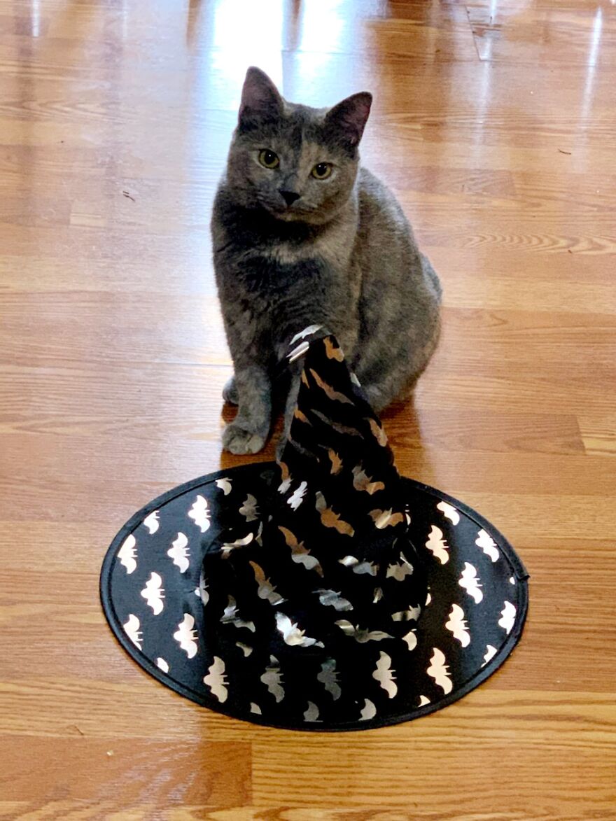 My Cat Is Ready For Halloween