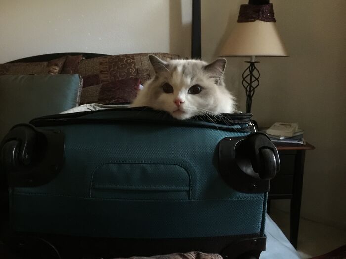 This Image Was Not Staged. I Was Packing For A Trip, Turned My Back For About 30 Secs And My Cat Decided He Wanted To Go To Indonesia With Me. I Said No.