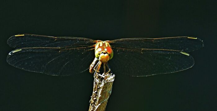 This Snub-Nosed Dragonfly, A Cute Little Tired Flyer 😂