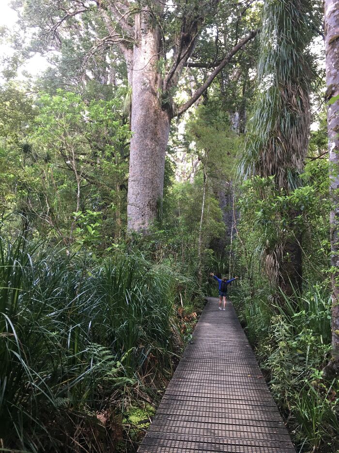 Waipoua Kauri Forest, Northland New Zealand