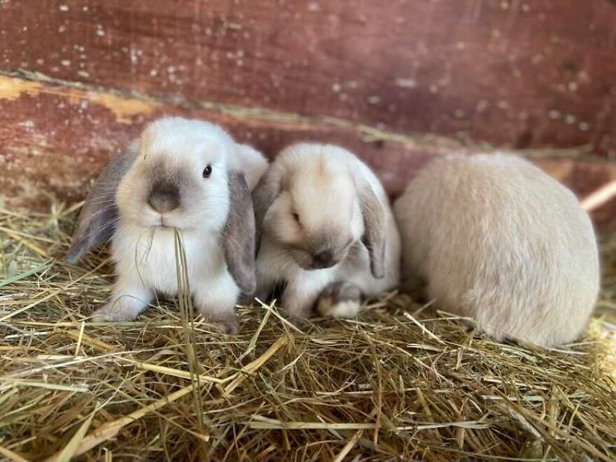 A Pic Of Bunnies Eating