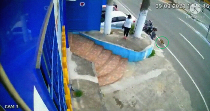 This Dog Dad Waited Outside A Vet Clinic While The Mother Gave Birth To 6 Puppies This Dog Dad Waited Outside A Vet Clinic While The Mother Gave Birth To 6 Puppies