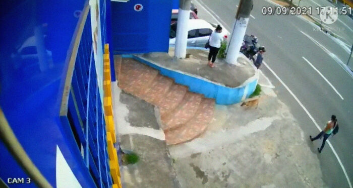 This Dog Dad Waited Outside A Vet Clinic While The Mother Gave Birth To 6 Puppies This Dog Dad Waited Outside A Vet Clinic While The Mother Gave Birth To 6 Puppies