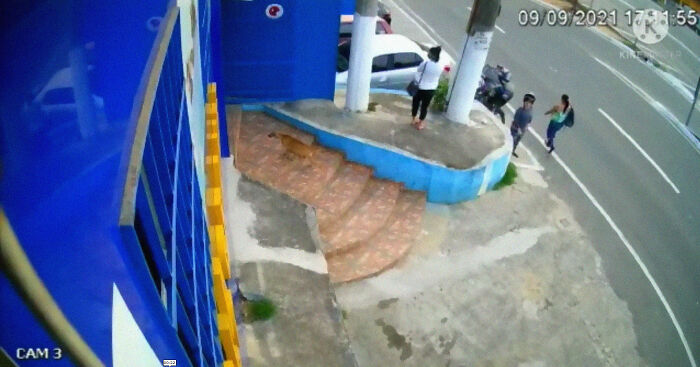 This Dog Dad Waited Outside A Vet Clinic While The Mother Gave Birth To 6 Puppies This Dog Dad Waited Outside A Vet Clinic While The Mother Gave Birth To 6 Puppies