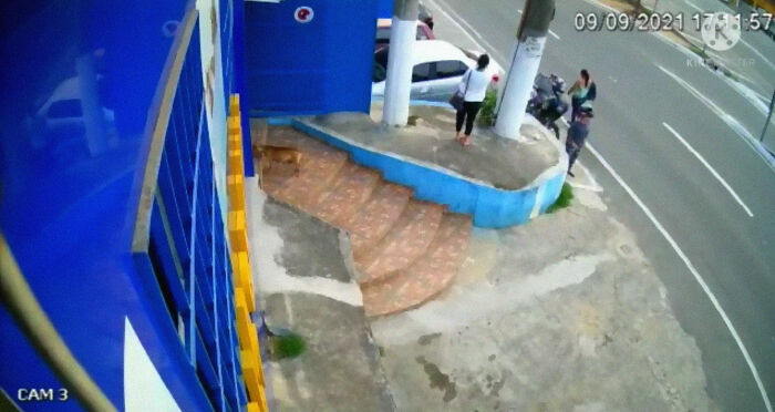 This Dog Dad Waited Outside A Vet Clinic While The Mother Gave Birth To 6 Puppies This Dog Dad Waited Outside A Vet Clinic While The Mother Gave Birth To 6 Puppies