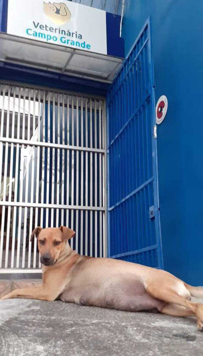 This Dog Dad Waited Outside A Vet Clinic While The Mother Gave Birth To 6 Puppies This Dog Dad Waited Outside A Vet Clinic While The Mother Gave Birth To 6 Puppies