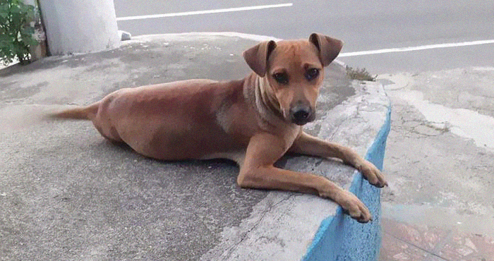 Este papá perro esperó fuera de la clínica veterinaria mientras la madre daba a luz a 6 cachorros