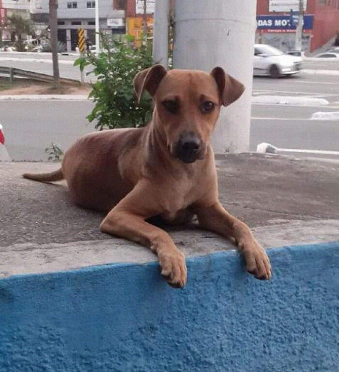This Dog Dad Waited Outside A Vet Clinic While The Mother Gave Birth To 6 Puppies This Dog Dad Waited Outside A Vet Clinic While The Mother Gave Birth To 6 Puppies