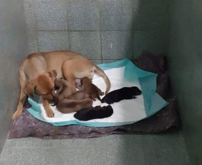 This Dog Dad Waited Outside A Vet Clinic While The Mother Gave Birth To 6 Puppies