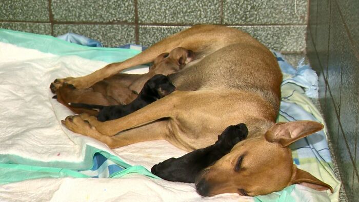 Este papá perro esperó fuera de la clínica veterinaria mientras la madre daba a luz a 6 cachorros