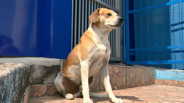 This Dog Dad Waited Outside A Vet Clinic While The Mother Gave Birth To 6 Puppies This Dog Dad Waited Outside A Vet Clinic While The Mother Gave Birth To 6 Puppies