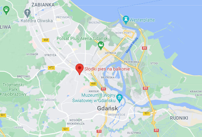 Golden Retriever Hanging Out On Its Balcony Became The Most Popular Tourist Attraction In Gdansk Golden Retriever Hanging Out On Its Balcony Became The Most Popular Tourist Attraction In Gdansk