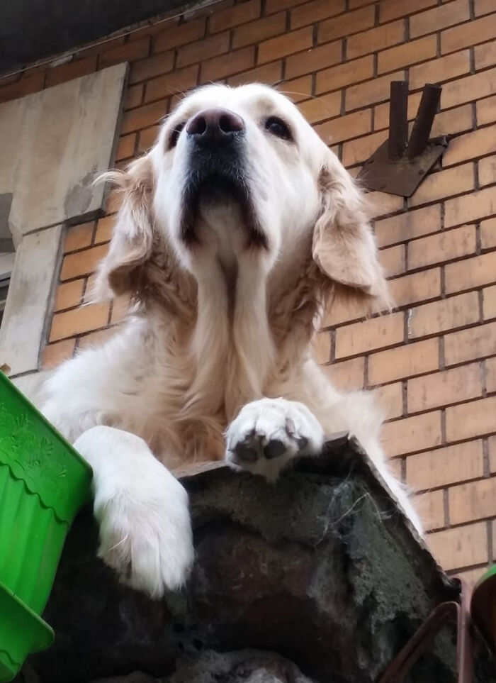 Golden Retriever Hanging Out On Its Balcony Became The Most Popular Tourist Attraction In Gdansk Golden Retriever Hanging Out On Its Balcony Became The Most Popular Tourist Attraction In Gdansk