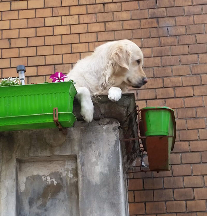 Golden Retriever Hanging Out On Its Balcony Became The Most Popular Tourist Attraction In Gdansk Golden Retriever Hanging Out On Its Balcony Became The Most Popular Tourist Attraction In Gdansk