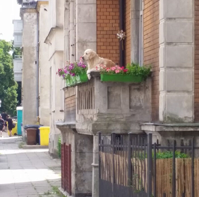 Golden Retriever Hanging Out On Its Balcony Became The Most Popular Tourist Attraction In Gdansk Golden Retriever Hanging Out On Its Balcony Became The Most Popular Tourist Attraction In Gdansk