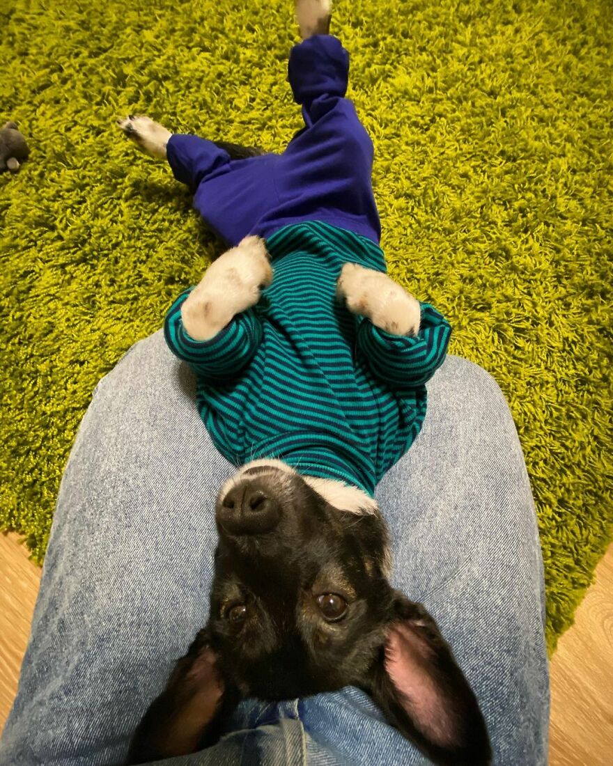 After A Week Of Public Outrage And Volunteer Search Parties, The Dog That Got Lost At The Airport Finally Got Found After A Week Of Public Outrage And Volunteer Search Parties, The Dog That Got Lost At The Airport Finally Got Found