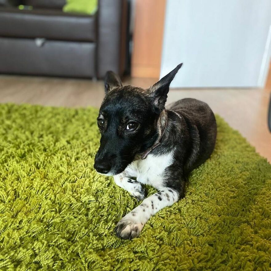 After A Week Of Public Outrage And Volunteer Search Parties, The Dog That Got Lost At The Airport Finally Got Found After A Week Of Public Outrage And Volunteer Search Parties, The Dog That Got Lost At The Airport Finally Got Found