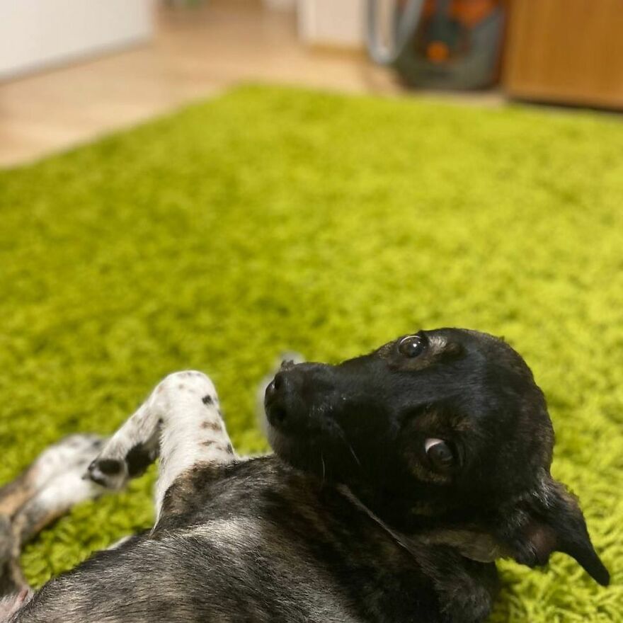 After A Week Of Public Outrage And Volunteer Search Parties, The Dog That Got Lost At The Airport Finally Got Found After A Week Of Public Outrage And Volunteer Search Parties, The Dog That Got Lost At The Airport Finally Got Found