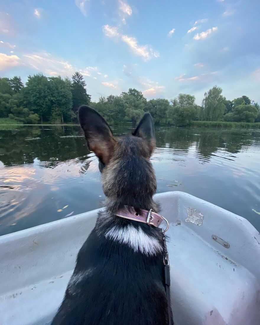 After A Week Of Public Outrage And Volunteer Search Parties, The Dog That Got Lost At The Airport Finally Got Found After A Week Of Public Outrage And Volunteer Search Parties, The Dog That Got Lost At The Airport Finally Got Found