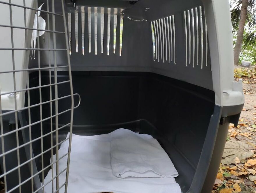 After A Week Of Public Outrage And Volunteer Search Parties, The Dog That Got Lost At The Airport Finally Got Found After A Week Of Public Outrage And Volunteer Search Parties, The Dog That Got Lost At The Airport Finally Got Found