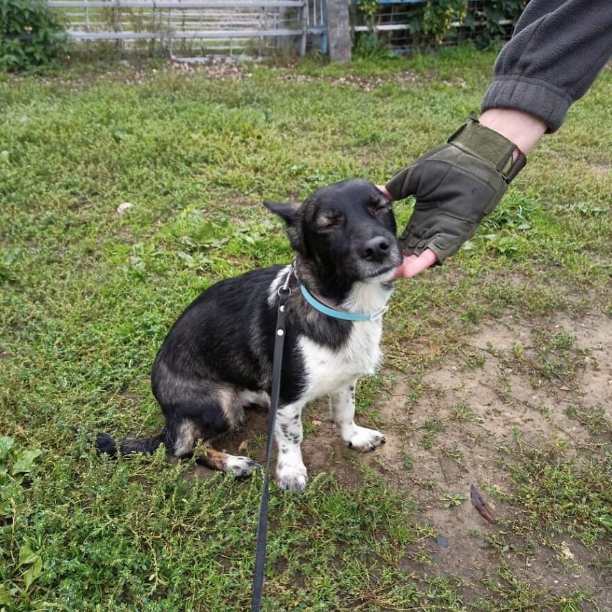 After A Week Of Public Outrage And Volunteer Search Parties, The Dog That Got Lost At The Airport Finally Got Found After A Week Of Public Outrage And Volunteer Search Parties, The Dog That Got Lost At The Airport Finally Got Found