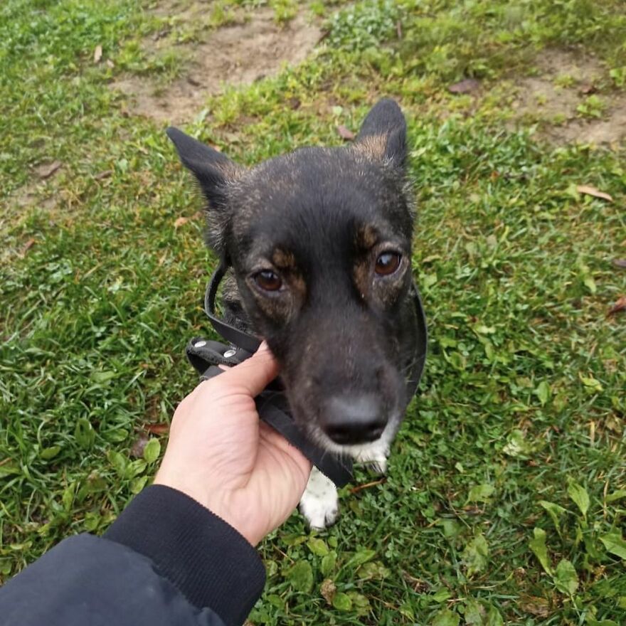 After A Week Of Public Outrage And Volunteer Search Parties, The Dog That Got Lost At The Airport Finally Got Found After A Week Of Public Outrage And Volunteer Search Parties, The Dog That Got Lost At The Airport Finally Got Found