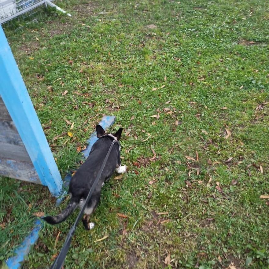 After A Week Of Public Outrage And Volunteer Search Parties, The Dog That Got Lost At The Airport Finally Got Found After A Week Of Public Outrage And Volunteer Search Parties, The Dog That Got Lost At The Airport Finally Got Found