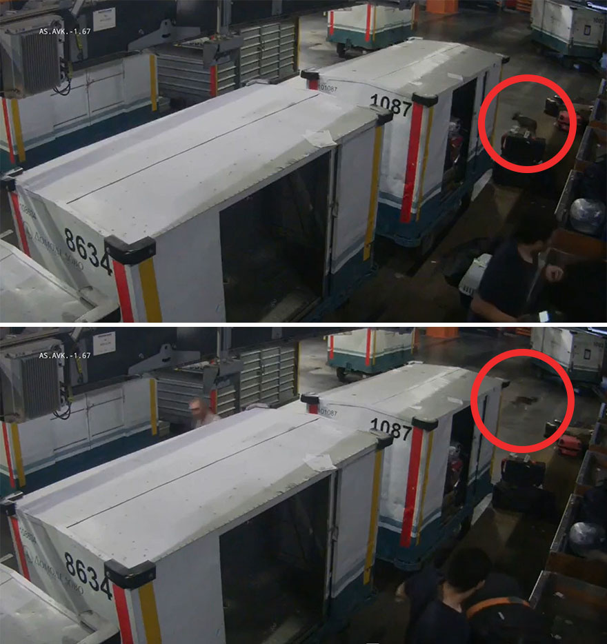 After A Week Of Public Outrage And Volunteer Search Parties, The Dog That Got Lost At The Airport Finally Got Found After A Week Of Public Outrage And Volunteer Search Parties, The Dog That Got Lost At The Airport Finally Got Found