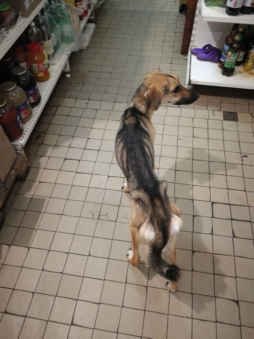 Locals Spot A Dog Stuck On The Edge Of A Balcony, Turns Out She Tried To Escape Her Abusive Owner Locals Spot A Dog Stuck On The Edge Of A Balcony, Turns Out She Tried To Escape Her Abusive Owner