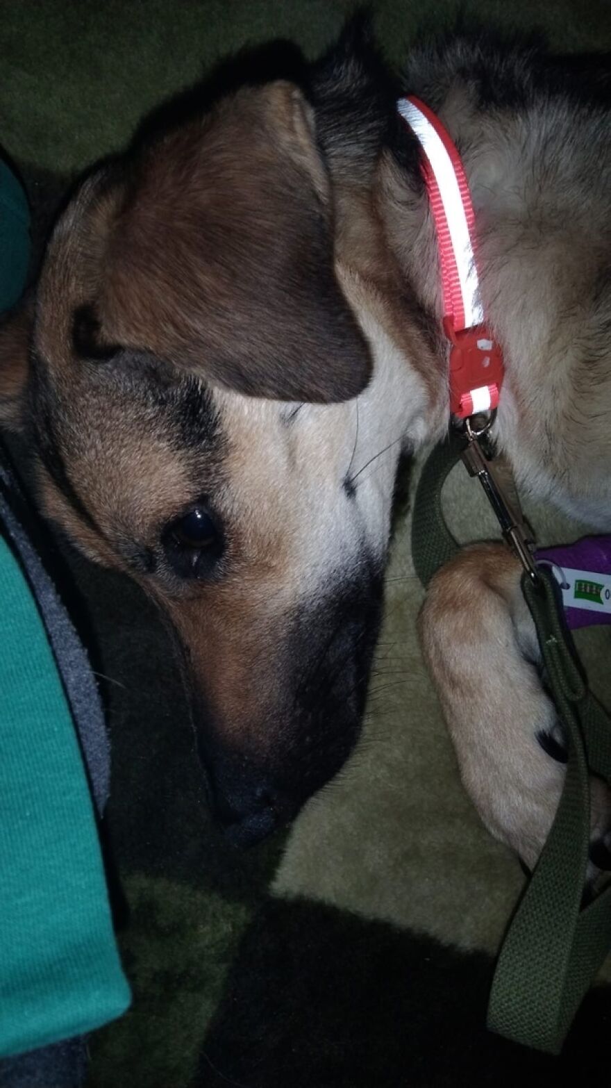 Locals Spot A Dog Stuck On The Edge Of A Balcony, Turns Out She Tried To Escape Her Abusive Owner Locals Spot A Dog Stuck On The Edge Of A Balcony, Turns Out She Tried To Escape Her Abusive Owner