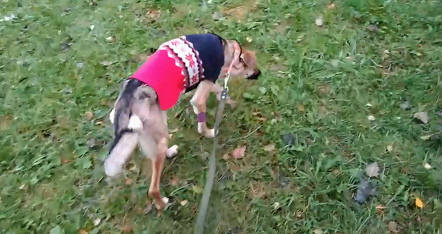 Locals Spot A Dog Stuck On The Edge Of A Balcony, Turns Out She Tried To Escape Her Abusive Owner Locals Spot A Dog Stuck On The Edge Of A Balcony, Turns Out She Tried To Escape Her Abusive Owner