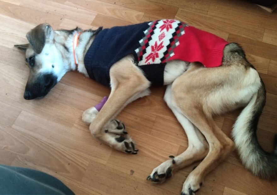 Locals Spot A Dog Stuck On The Edge Of A Balcony, Turns Out She Tried To Escape Her Abusive Owner Locals Spot A Dog Stuck On The Edge Of A Balcony, Turns Out She Tried To Escape Her Abusive Owner