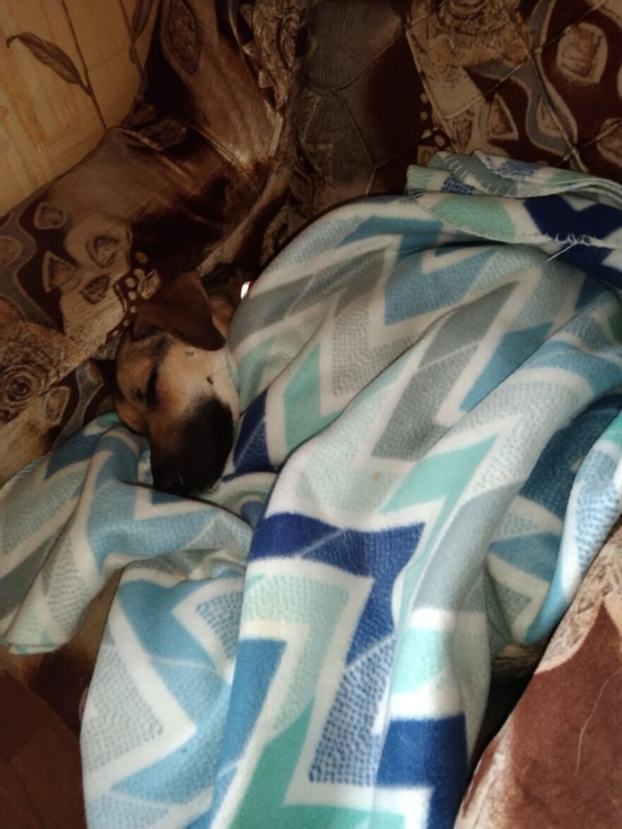 Locals Spot A Dog Stuck On The Edge Of A Balcony, Turns Out She Tried To Escape Her Abusive Owner Locals Spot A Dog Stuck On The Edge Of A Balcony, Turns Out She Tried To Escape Her Abusive Owner