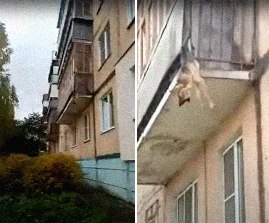 Unos vecinos vieron a este perro atorado en el borde de un balcón, y resultó que intentaba escapar de su dueño abusivo