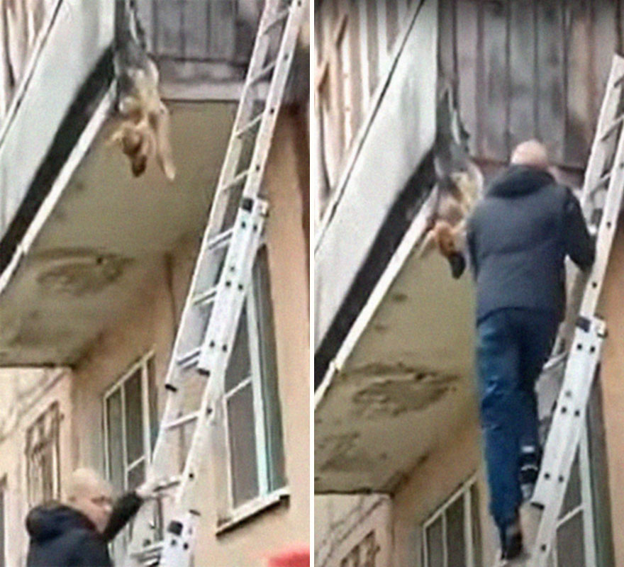 Unos vecinos vieron a este perro atorado en el borde de un balcón, y resultó que intentaba escapar de su dueño abusivo