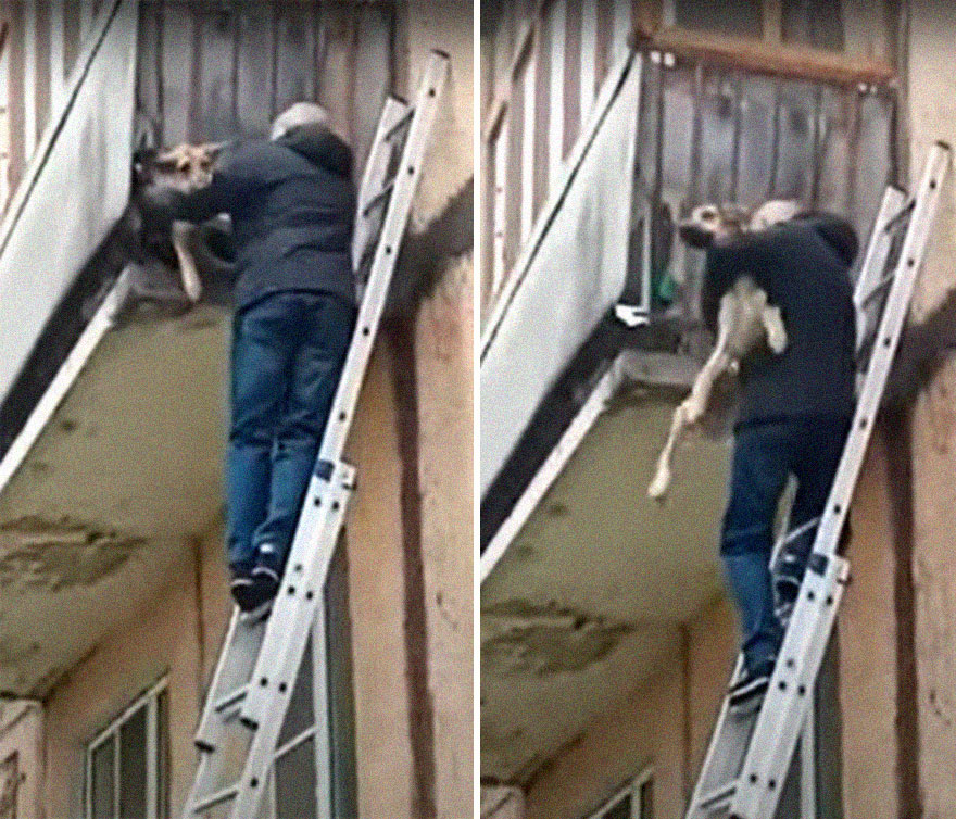 Locals Spot A Dog Stuck On The Edge Of A Balcony, Turns Out She Tried To Escape Her Abusive Owner