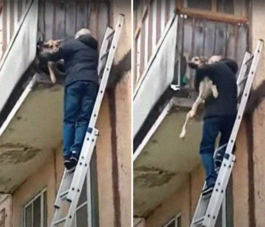 Locals Spot A Dog Stuck On The Edge Of A Balcony, Turns Out She Tried To Escape Her Abusive Owner Locals Spot A Dog Stuck On The Edge Of A Balcony, Turns Out She Tried To Escape Her Abusive Owner