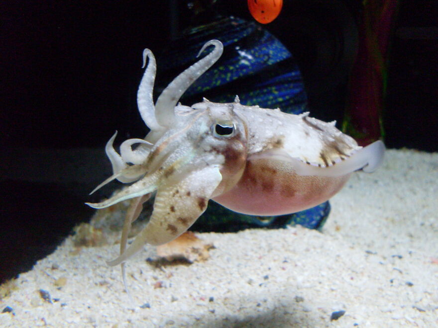 Cuttlefish. Taken At The Newport Aquarium In Oregon