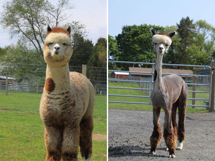 An Alpaca Before And After Shearing