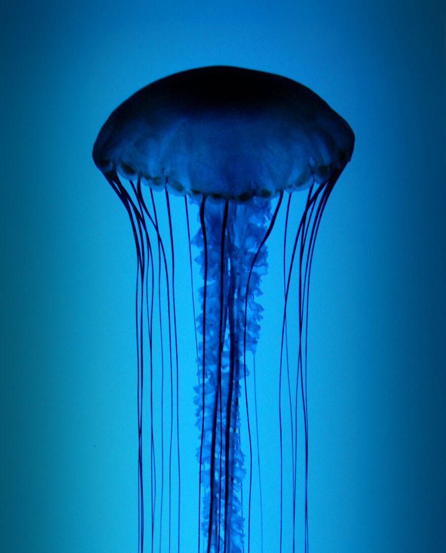 Jellyfish, Boston, Ma