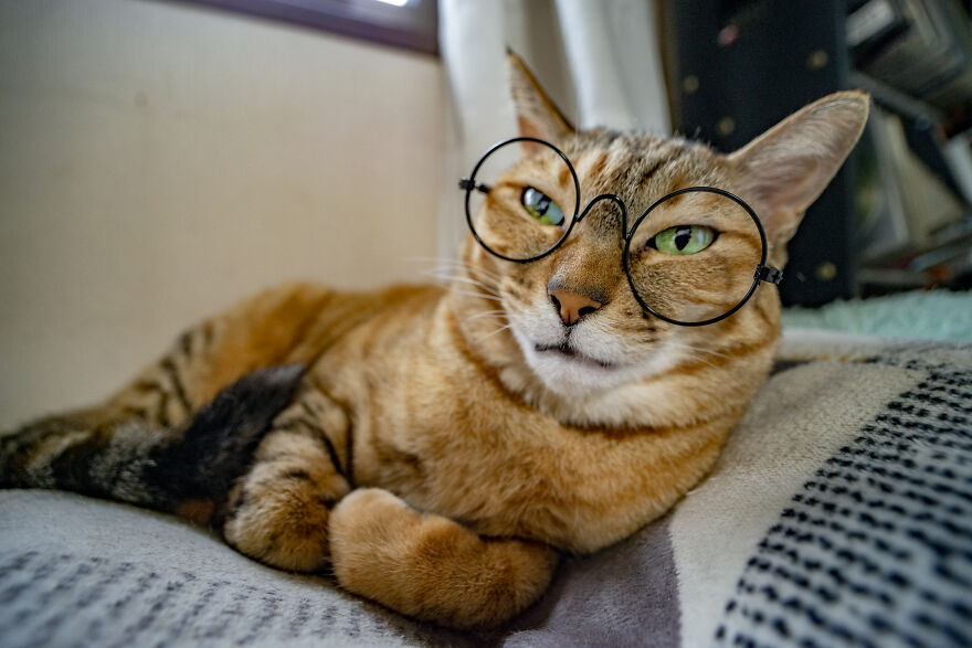 Rescue Cat Kanoko. Looking Way More Studious Than She Actually Is.
