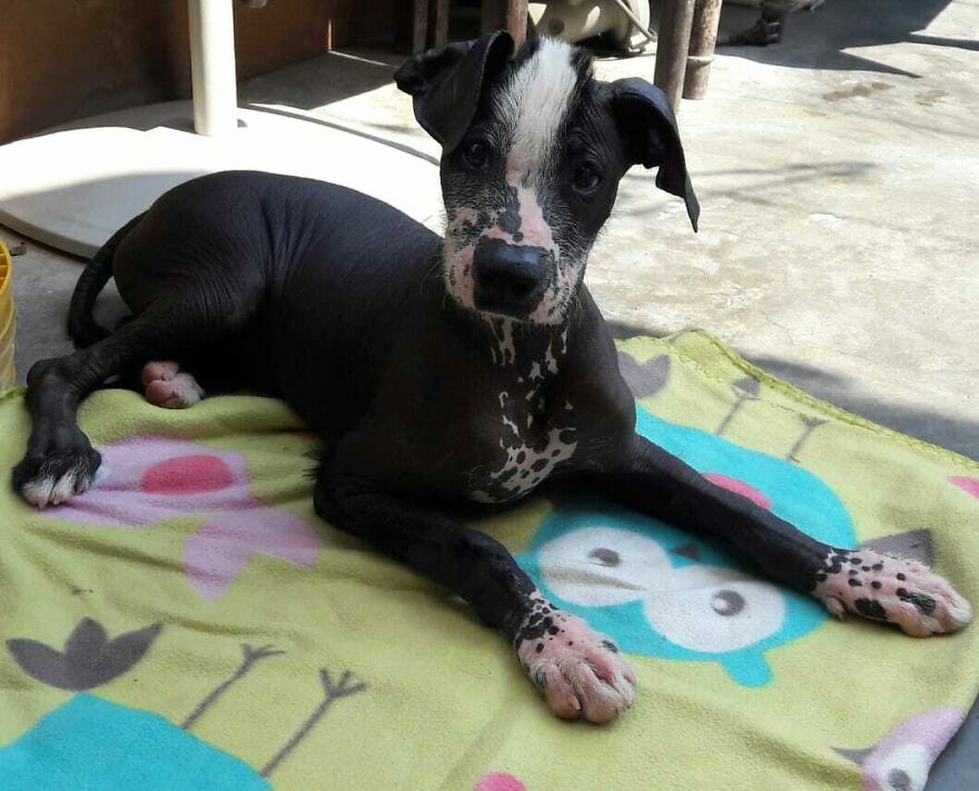 My Dog's Most Cutest Pictures ;)