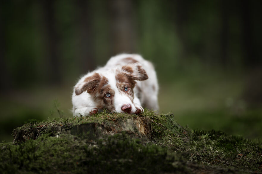 I Photograph All Kinds Of Dogs As A Living ( 11 Pics )